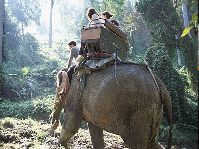 Thái Lan: Quật chết quản tượng, voi cõng du khách vào rừng