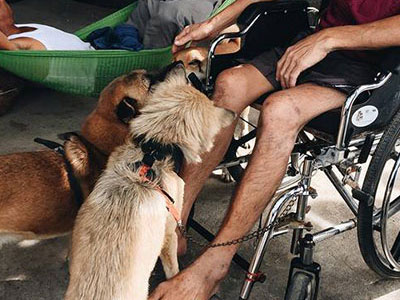 Những chú chó kéo xe của người đàn ông bị liệt hai chân ở Lý Sơn