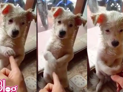 Dân mạng phát cuồng chú chó: “Mắng thì mắng chứ đừng có chỉ tay vào mặt”