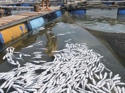 Cá chết trắng bè, người nuôi cá đem đến đổ trước nhà máy