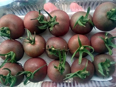 Ăn cà chua lạ, đắt gấp 10 vẫn tranh nhau mua