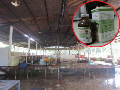 Rợn người với lò mổ tiêm thuốc ngủ, bơm nước vào heo