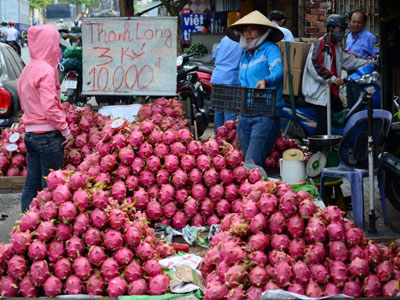 Thanh long giá bèo 3.000 đồng/kg vẫn vắng người mua