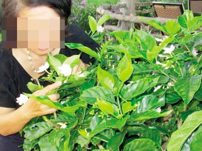 Lạ lùng cây tăng ham muốn “phòng the” cho gia chủ
