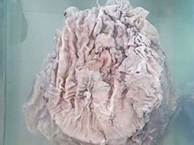Linh chi 25 kg giá ước tính gần 1 tỷ USD