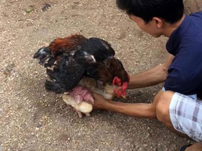 Thương lái TQ đổ xô mua gà tiến vua: Mừng ít, lo nhiều