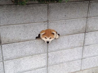 Chú chó Akita Inu cố chui đầu vào lỗ hổng tường để chào người qua lại