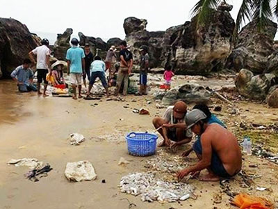 Hải sâm dạt dày đặc trên bãi biển Phú Quốc
