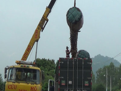 Ồ ạt bán cây thốt nốt cho thương lái Trung Quốc