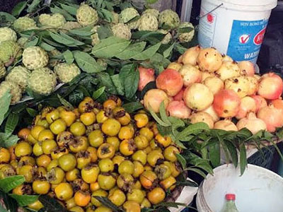 Phá cỗ Trung thu: 100 tấn lựu, hồng Tàu mỗi ngày