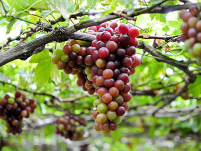 Ảnh bìa bài viết 319414
