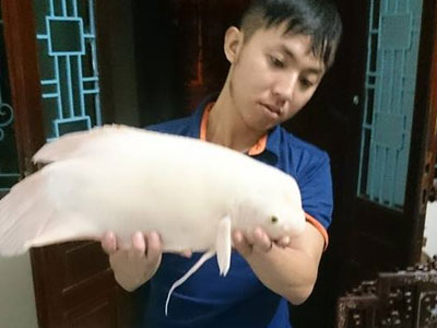 Câu được “quái ngư” ở Hồ Tây