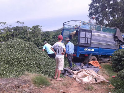 Bà Hà Linh mất, dân trồng trà khốn đốn