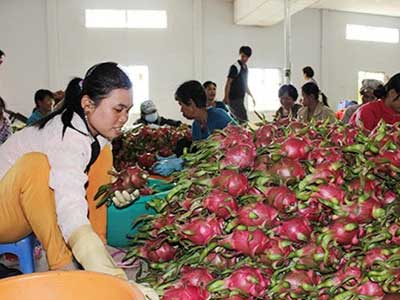 Trái cây Thái "mượn" Việt Nam tiến vào Trung Quốc