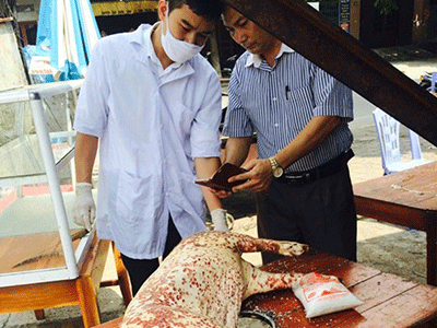 Bắt quả tang quay lợn bệnh dịch để bán