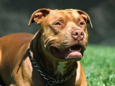 4 con chó pitbull tấn công dã man chủ và 2 cô gái