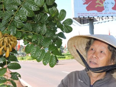 Phát hoảng 1600 cây độc, động vào ngứa khắp người trên quốc lộ 14