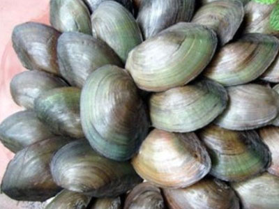 Cách đơn giản loại bỏ độc tố trong trai, hến