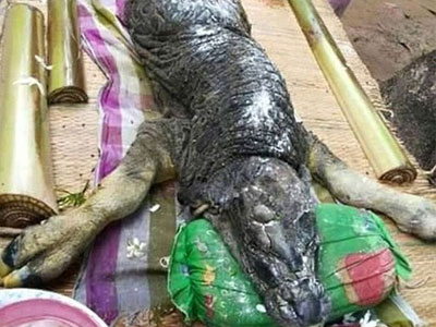 Quái vật mình trâu đầu cá sấu ở Thái Lan