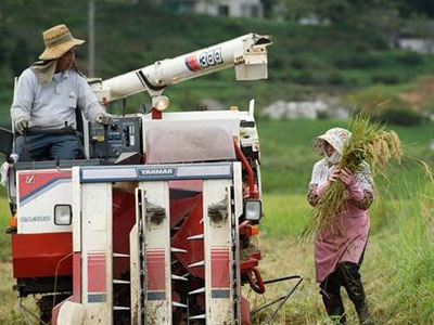 Nông dân Nhật trước trận chiến giảm thuế sống còn