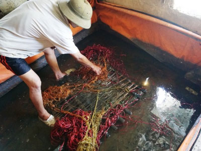 Rùng mình vỗ béo lươn bằng thuốc tránh thai