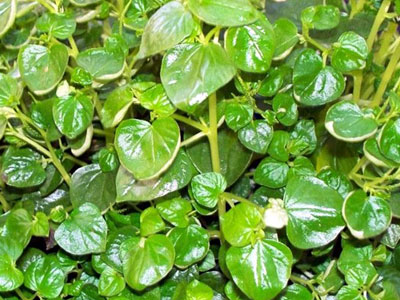 Rau nhái bờ bụi miền Tây đi "chuyên cơ" ra Hà Nội