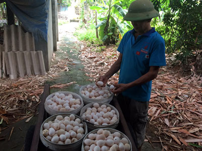 Đếm trứng gà, mua ôtô sang: Chuyện làng tỷ phú Vĩnh Phúc