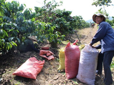 Ham bán hàng, nông sản Việt bị "chơi xấu"