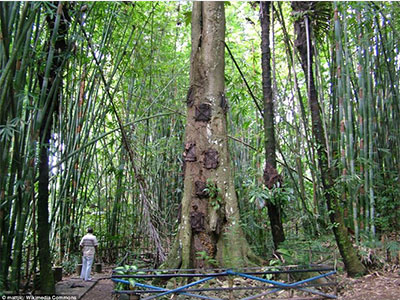 Hãi hùng nghi lễ an táng trẻ em trong "mộ cây"