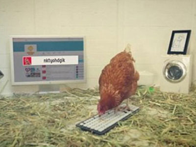 Nhà hàng gây sốc khi bổ nhiệm... gà mái làm giám đốc