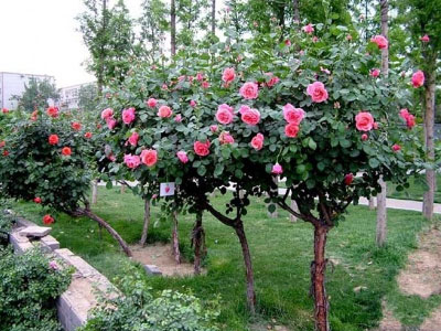 Chiều lòng sếp bà, cây hồng 100 bông 50 triệu đồng