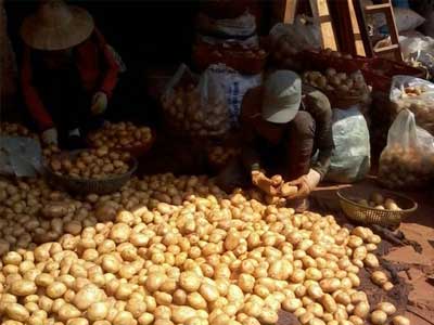 Đà Lạt cấm nhập khoai tây Trung Quốc