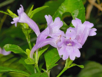 Cây thuốc quý ở Việt Nam khiến 11 bệnh ung thư "tự chết"?