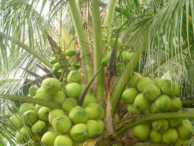 Không đồng ý trồng dừa trên đường phố TP.HCM
