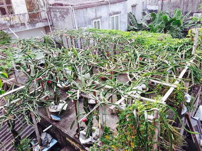Độc nhất Bắc Bộ: Vườn thanh long trăm gốc trên mái nhà