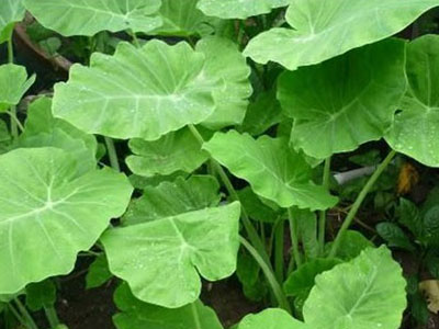Đắp lá cây chữa mụn, bé trai 18 tháng tuổi nguy kịch