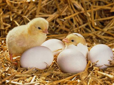 Gà có trước hay trứng có trước? - Câu hỏi kinh điển đã có đáp án