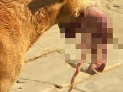 Chú chó ngoạm bé sơ sinh còn nguyên dây rốn tìm người cứu giúp