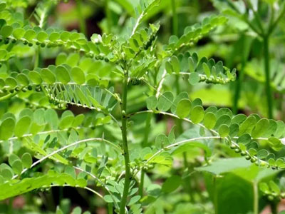 Loại cây dân dã chữa được xơ gan, kể cả thời kỳ cuối