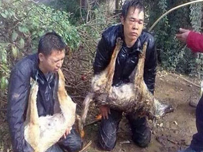 TQ: Trộm chó bị bắt quỳ gối, đeo xác chó trên cổ