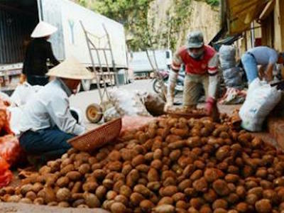 Khoai Trung Quốc giả Đà Lạt: Trăm tấn tràn đi các tỉnh
