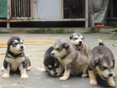 Vợ chồng chia nhau đàn chó giữa tòa