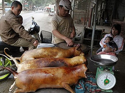 Anh tìm cách chấm dứt thói quen ăn thịt chó của Việt Nam