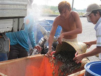 Trung Quốc "điều khiển" thị trường thủy sản Việt
