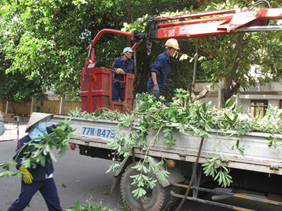 Chặt bỏ hơn 3.000 cây hoa sữa vì mùi hương nồng nặc