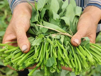 “Quả ớt bị ruồng bỏ” ở Úc và sự “ác độc” của rau quả bẩn Việt Nam