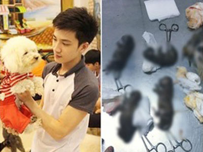 15 chú chó bị đầu độc trong ngày sinh nhật chủ quán cafe thú cưng ở Sài Gòn
