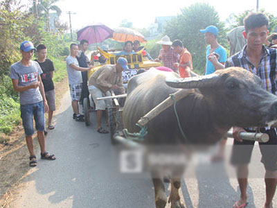 Trâu đực, trâu cái và chuyện "méo mặt" ở trường quay Việt
