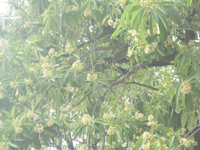 Hà Nội mùa này hoa sữa thành nỗi sợ