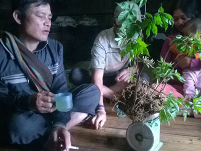 Đưa sâm Ngọc Linh thành cây “tỉ đô”, phải tính chuyện bán sâm